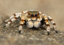 Cât de îngrijorătoare poate fi mușcătura de păianjen: cauze, efecte și soluții