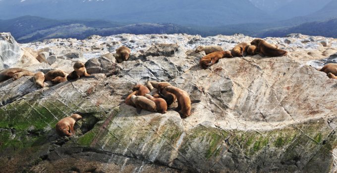 Marmota: cum trăiește acest mic mamifer în ecosistemele alpine