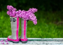 Plante de grădină care înfloresc primăvara devreme Plante de grădină care înfloresc primăvara devreme