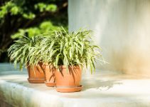 Balconul cu spațiu pentru plante, cafea și depozitare ascunsă