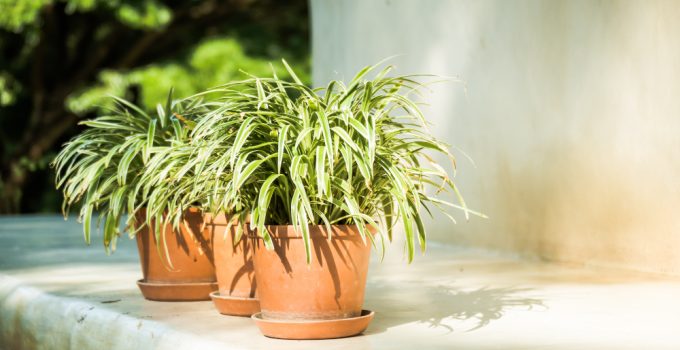 Balconul cu spațiu pentru plante, cafea și depozitare ascunsă