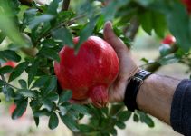 Greșeli frecvente la plantarea pomilor fructiferi