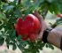Greșeli frecvente la plantarea pomilor fructiferi