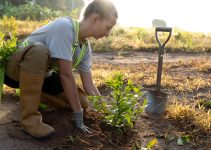 Testarea solului înainte de plantare: de ce merită făcută