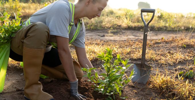 Testarea solului înainte de plantare: de ce merită făcută